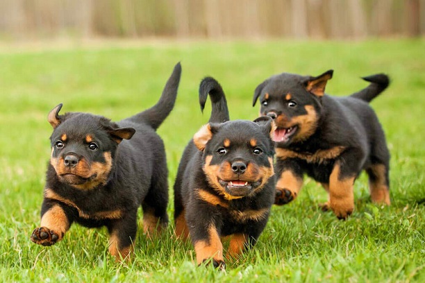 Sell Rottweiler puppies