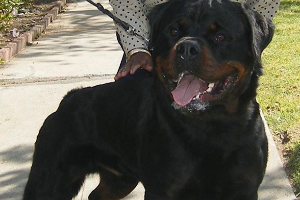 Breed Rottweiler puppies